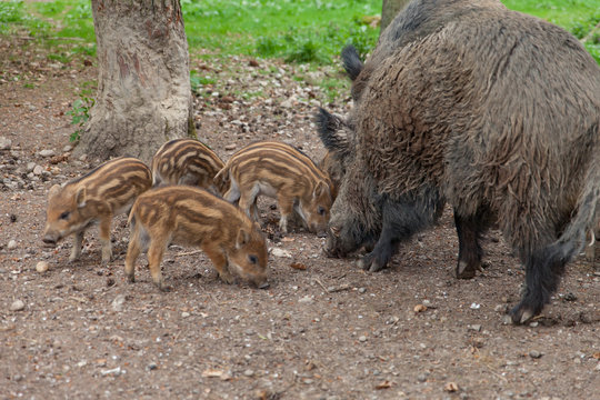 Wildschweine Bache mit ihren lieblich herzigen Frischlinge
