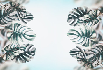 Tropical leaves background . Branches with Monstera leaves at blue sky, frame, banner, template
