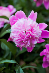 Obraz premium Lovely peony. Pink pleasure. The scent of spring.
