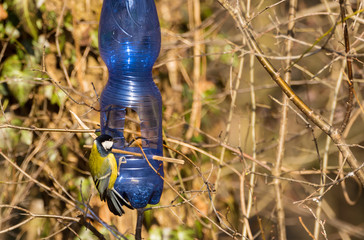 Feeder for birds from a plastic bottle