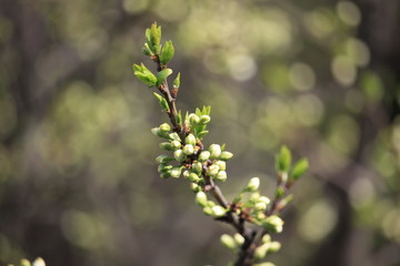 Obraz premium spring in the garden