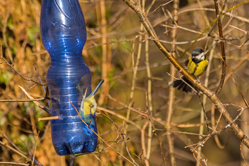 Feeder for birds from a plastic bottle
