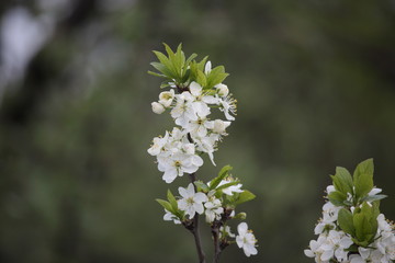 flowers of apple