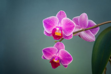 Shot of violet orchid flower on green background. Nature concept. A place for your inscription. Background for site design, landing page or blog.