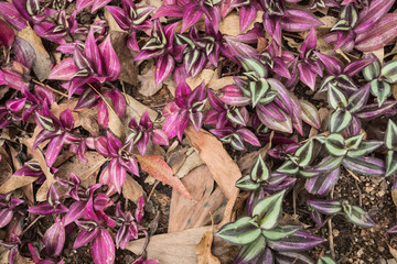 Tropical rain-forest; flowering plants