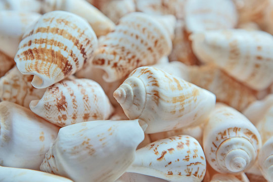 Seashell collection close up, whites, pastels, sea urchin shells