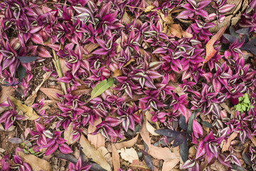 Tropical rain-forest; flowering plants