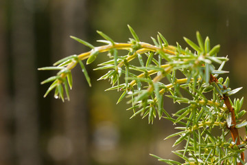 Green coniferous branch with drops of water close-up.