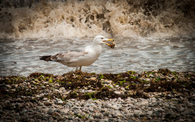 The seagull found a shellfish on the shore after a storm. May 2016. Black Sea, Crimea