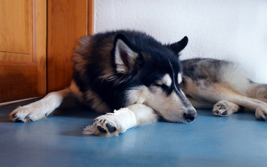 Tired Siberian Husky must stay inside with white bandage after injury on his leg