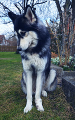 Sad Siberian Husky looking at his bandaged paw after an injury on his leg