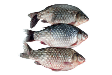Three fresh crucians isolated on white background. Freshwater fish.