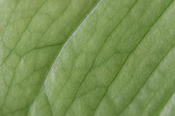 Closeup of a green leaf of a plant