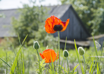 Red poppies in a backlight against