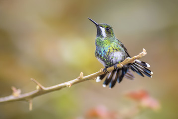Fototapeta na wymiar Green Thorntail - Discosura conversii, beautiful green and white hummingbird from Costa Rica La Paz Waterfall.