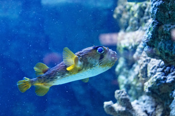 Porcupinefish (belonging to the family Diodontidae) in the oceanarium.