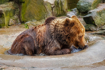 Obraz na płótnie Canvas Bathing a big brown bear in a puddle at the zoo.