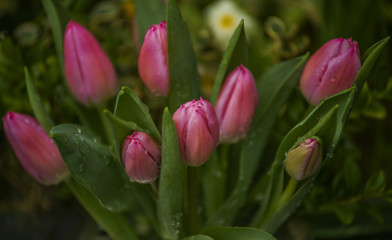 Naklejka premium Cenne różowe tulipany