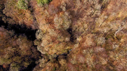 Aerial image looking down on a stream running through a wooded glen.