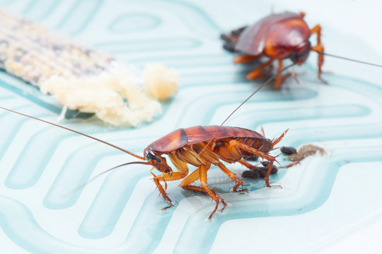 Close up of two cockroaches stuck on sticky cockroaches trap