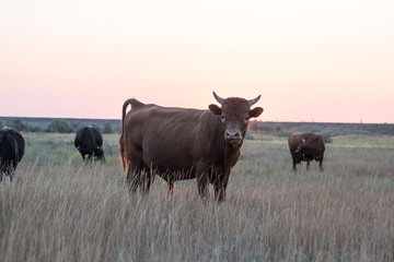 A herd of cows on a summer green field at sunset