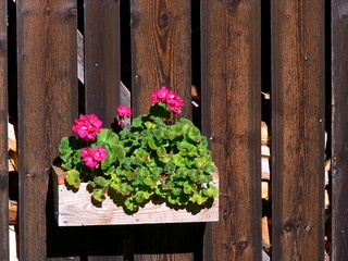 Blumenschmuck am Bretter-Zaun