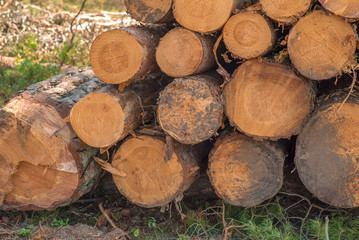 Stack of wood for timber