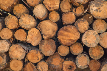 Pile wood timber construction material for background and texture