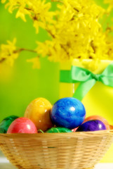 Colorful easter eggs in bowl with ribbon and flowers of golden rain tree 