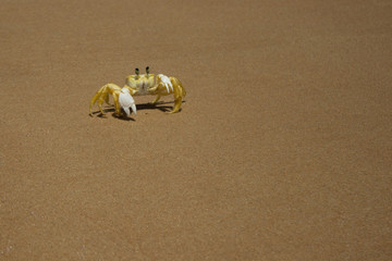 small yellow crab on the sand of a Brazilian beach