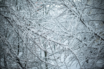 Tree branches covered with snow
