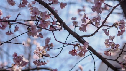 Closeup of beautiful Sakura blossom.