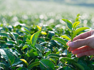 Hands are harvesting tea leaves on a tea plantation background. with copy space 