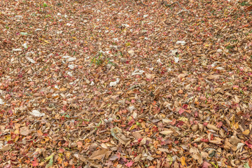 森の中の落ち葉