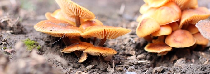 autumn brown mushrooms