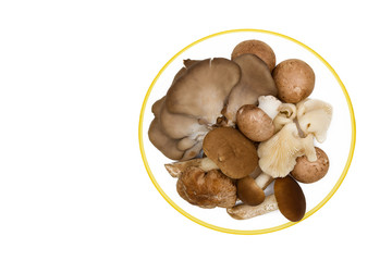 mix of edible mushrooms on a plate isolated on a white background.champignons,Pioppino,Pleurotus ostreatus,Shiitake.Top view. 