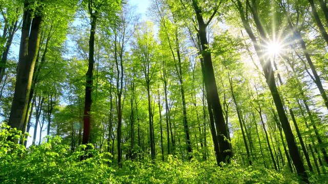 Fresh green beech forest beautifully illuminated by warm rays of the spring sun, with slow camera panning