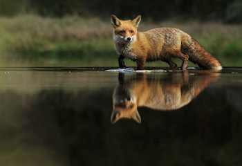 Red fox at the small pond