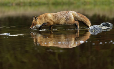 Red fox at the small pond