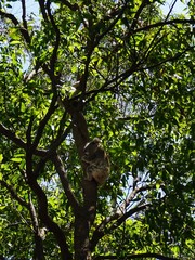 Koala Junges | Baby klettert im Baum, NSW, Australien
