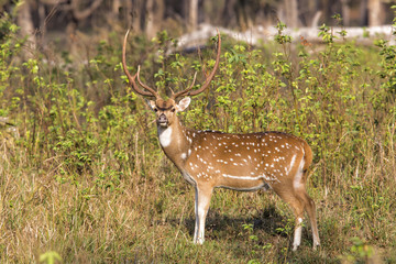 Naklejka na ściany i meble Spotted deer or chital male in Kanha National Park in India