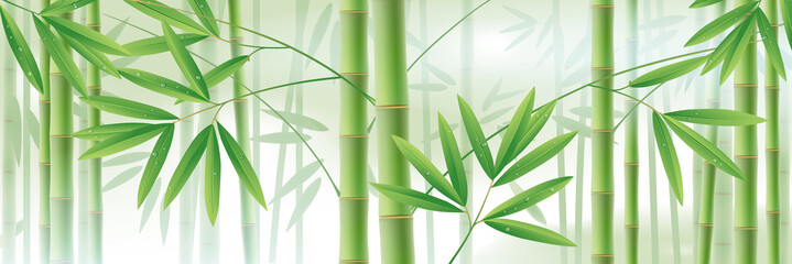 Panele Szklane  Poziome tło z zielonymi łodygami i liśćmi bambusa na białym