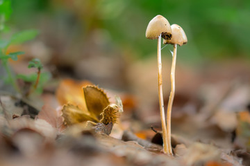 Zwei kleine Schönheiten