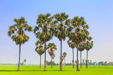 Fototapeta premium Rice paddy and sugar palm or toddy palm trees on paddy dike, nature view of rural area in Thailand