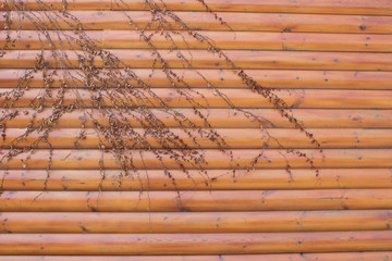 Natural orange wood planks style wall texture with beautiful dried ivy 