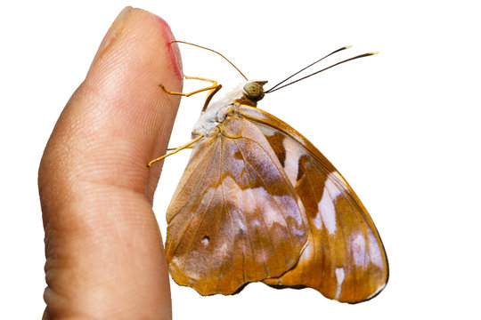 Isolated common pasha butterly ( Herona marathus ) sucking  sweet water from human finger on white