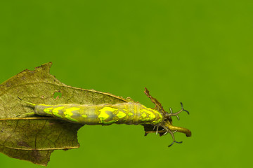 Top view caterpillar of common pasha butterly ( Herona marathus ) resting on leaf