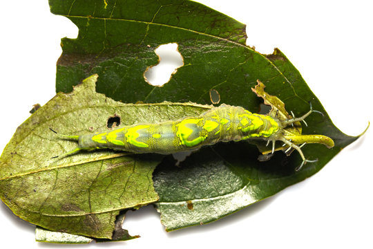 Top view caterpillar of common pasha butterly ( Herona marathus ) resting on leaf