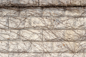 Beige colored stone wall with the full of dried ivy