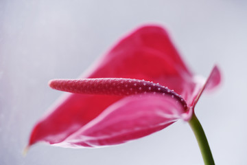 Gently pink opening of a flower of an orchid on a green stem in beautiful natural light.